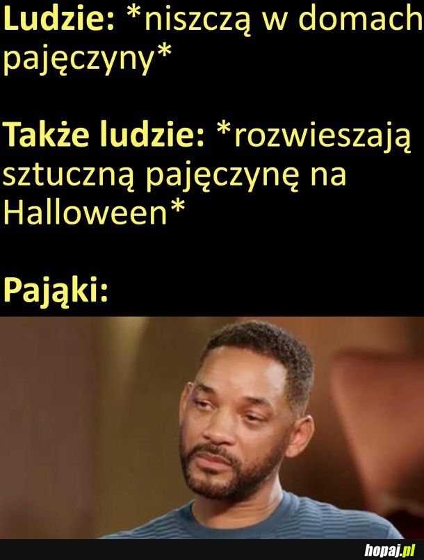 Gdzie tu sens, gdzie tu logika ~ pomyślał pająk