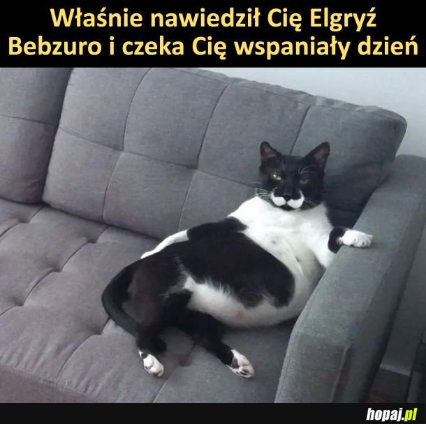 Elgryż xd