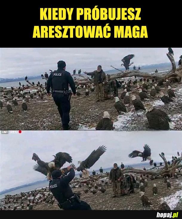 Mag ptaków