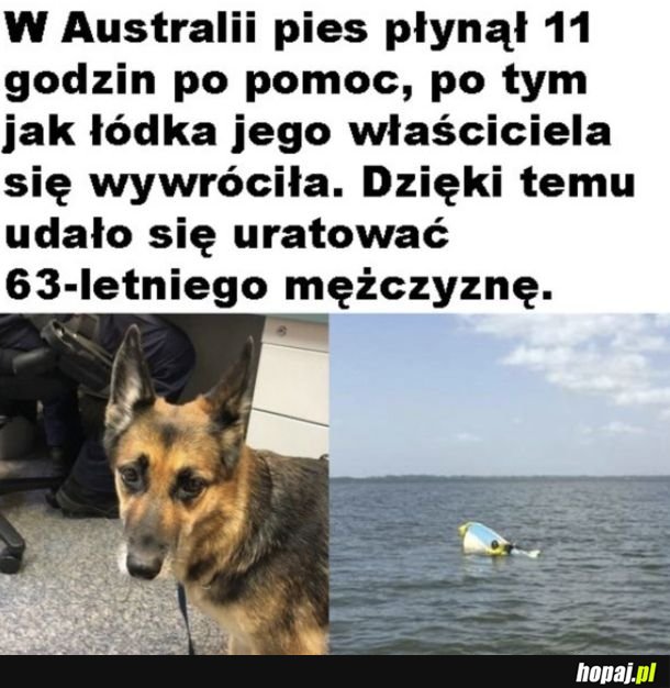 Dobry pieseł