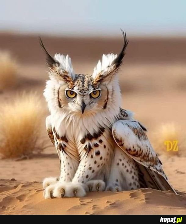 Pokeowl