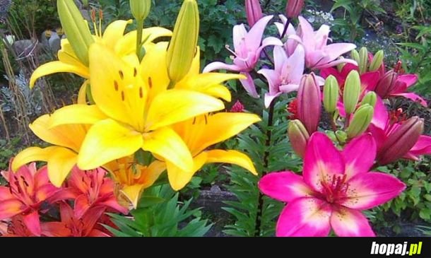 Lilie z mojej działki 