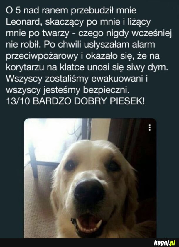Kochany