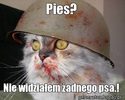 Pies?