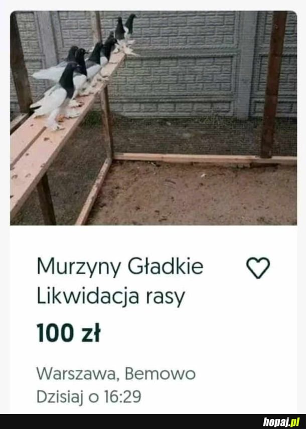 Likwidacja