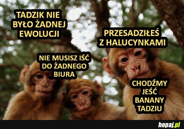 Wstawaj Tadziu