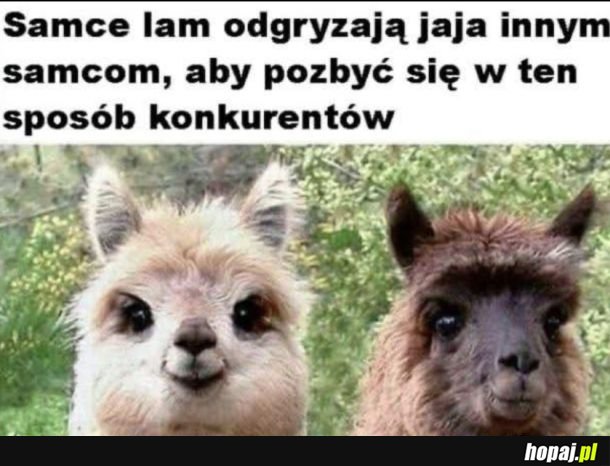 Ciekawostka