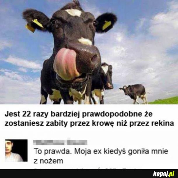 Niebezpieczna krowa