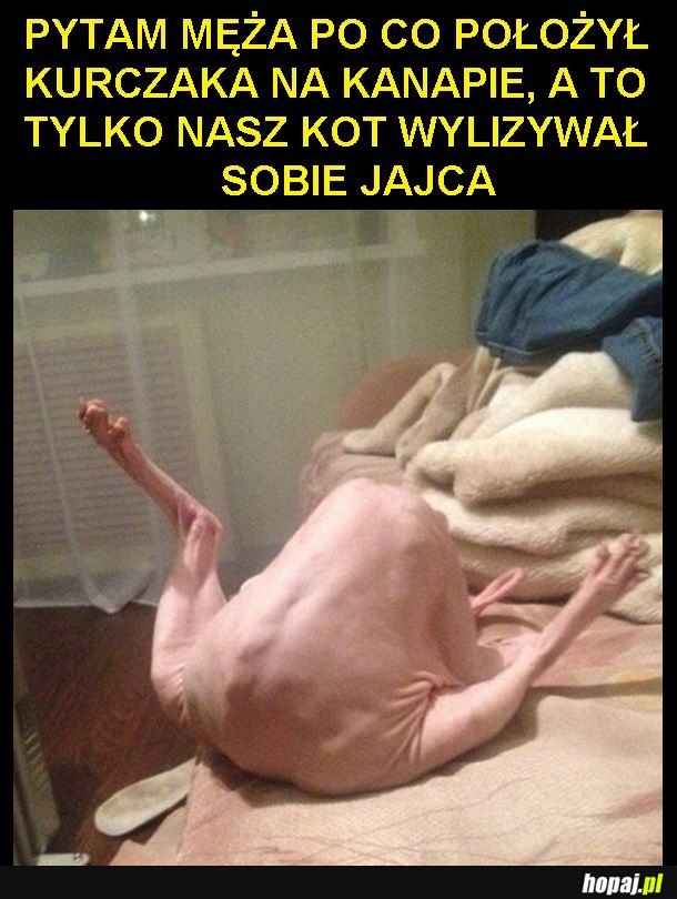Czo ten kurczak