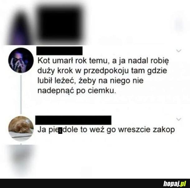 Kot