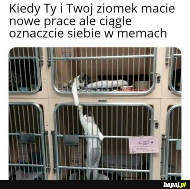 MemeFriends
