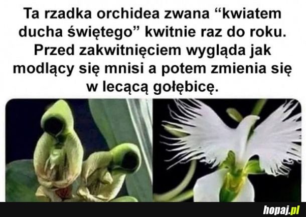 Kwiat ducha świętego