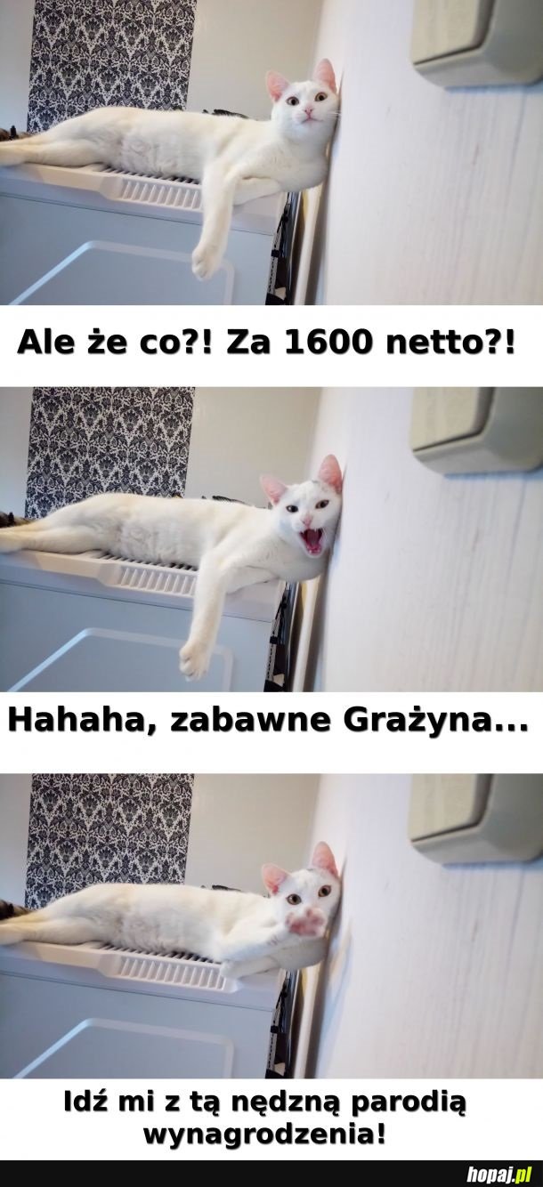 Koteł