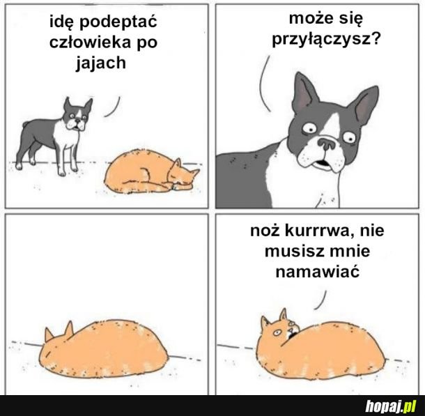 Ej kocie pobudka