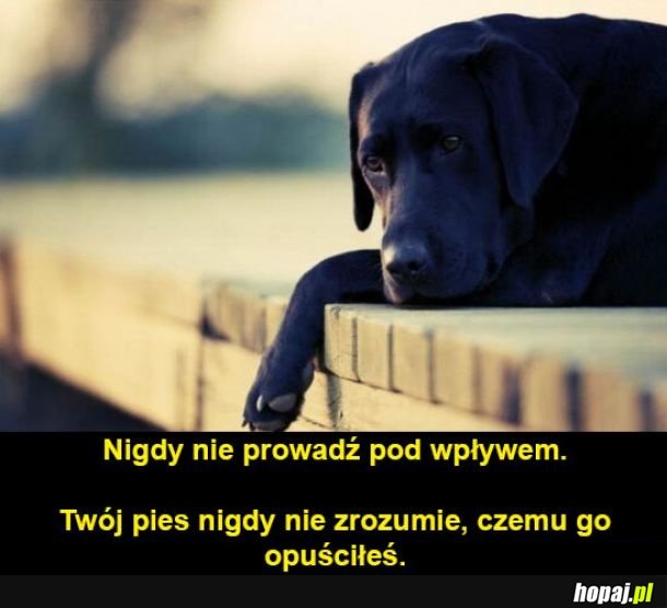 Twój pies