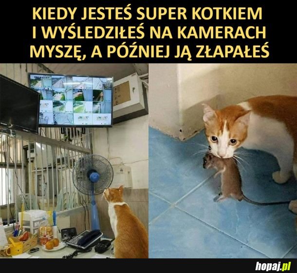Kot śledczy