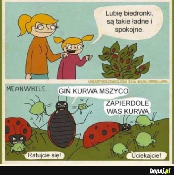 Mszyce