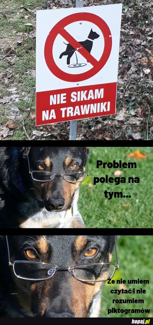 Podobno psy nie potrafią czytać!
