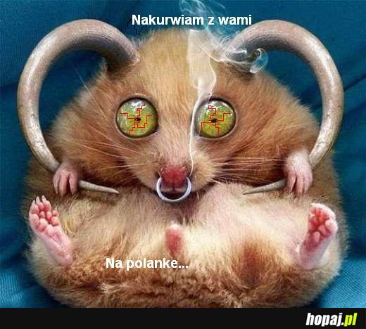 POLANKA!