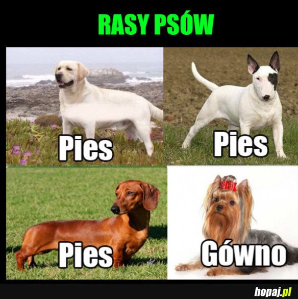 JAK ROZPOZNAĆ RASY PSÓW