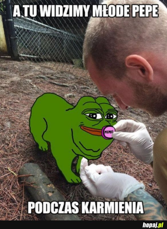 MŁODY PEPE