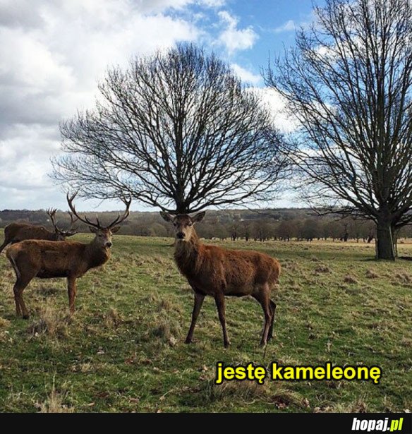 SKRYŁEM SIĘ IDEALNIE