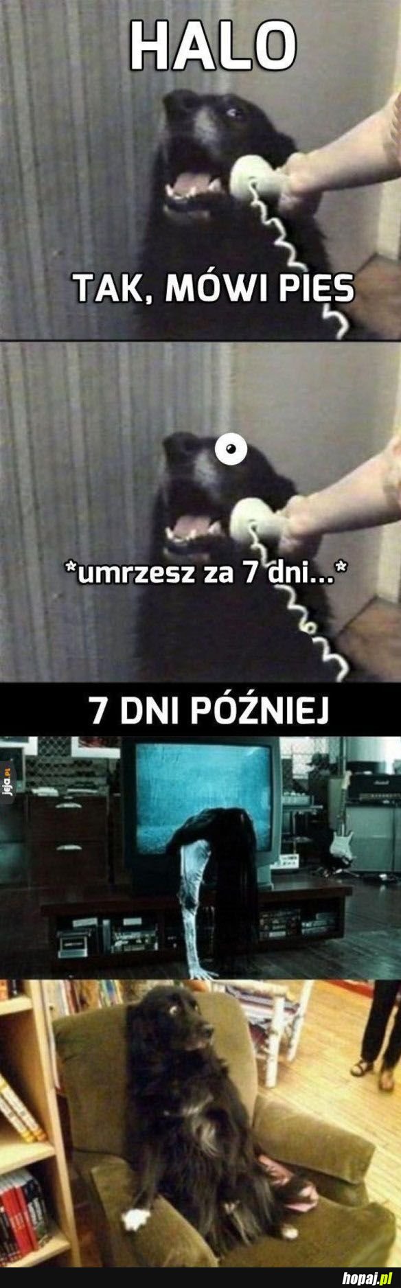 Pieseł rozmawia przez telefon