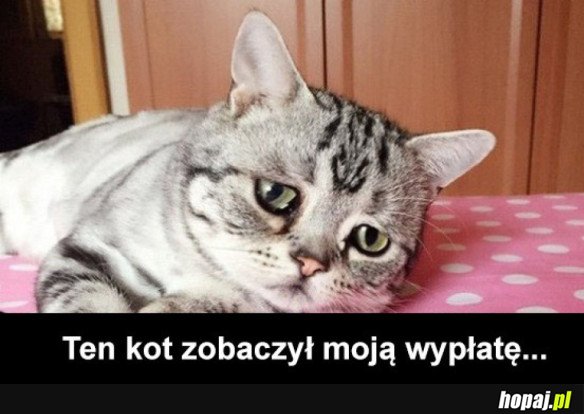 KOT SIĘ ZAŁAMAŁ