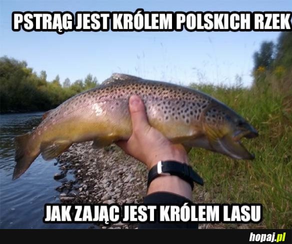 PSTRĄG KRÓL RZEK