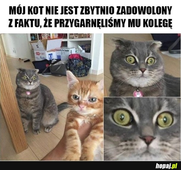 KOT JEST ZAZDROSNY