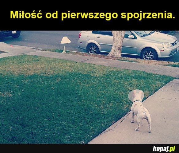 Miłość