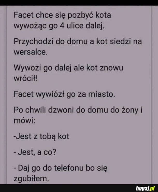 Kot
