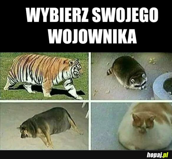 Wojownik