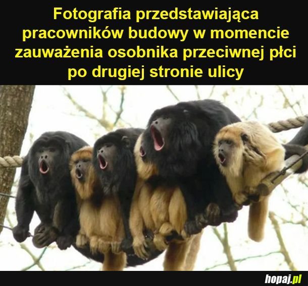 Pracownicy