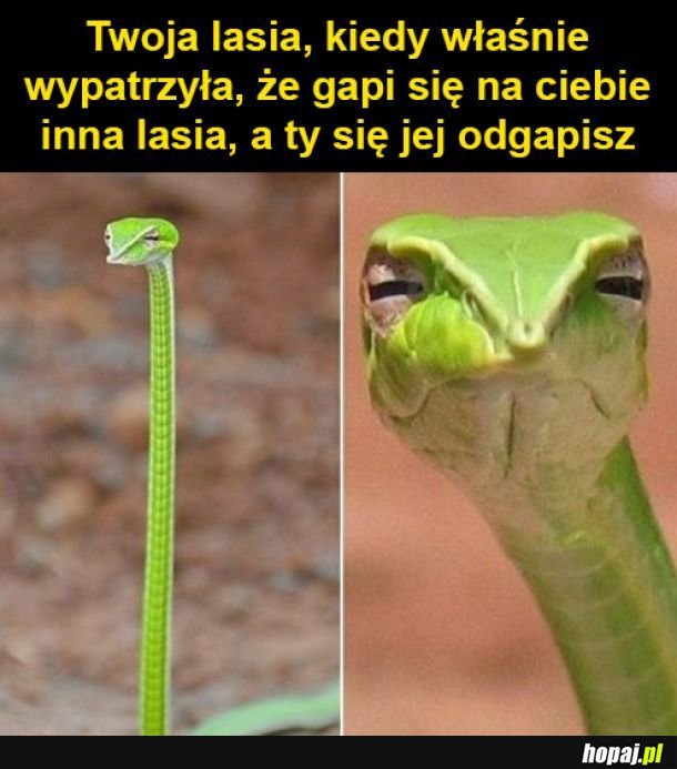 Zazdrość