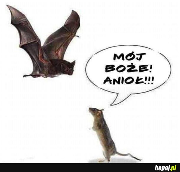 Anioł