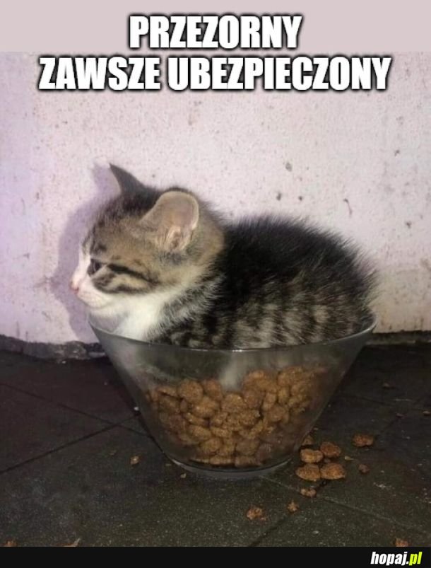 Przezorny kotek