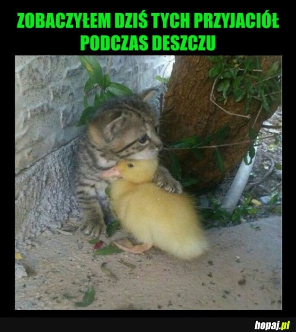 PODCZAS DESZCZU