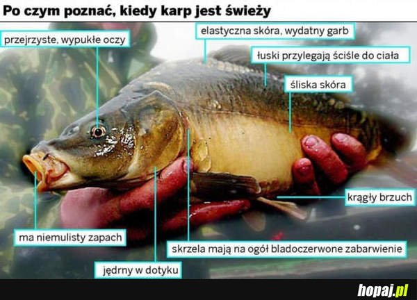 Po czym poznać, kiedy karp jest świeży?