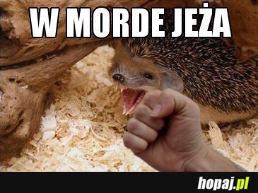 W mordę jeża