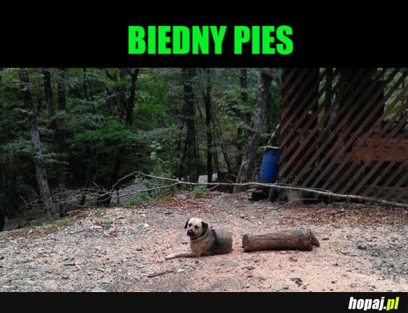 PIES MAGIK