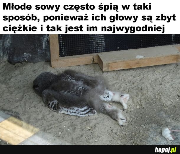 Sówka