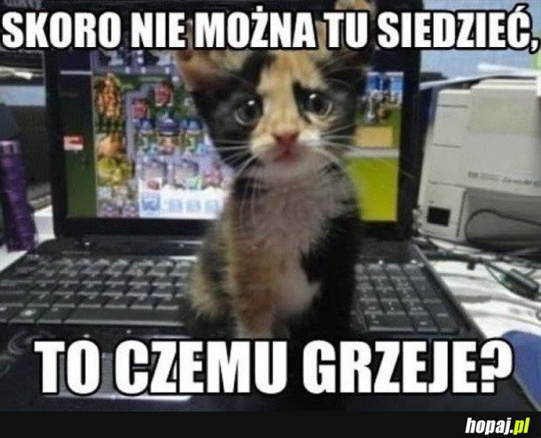 KOTEK SIEDZI NA LAPTOPIE