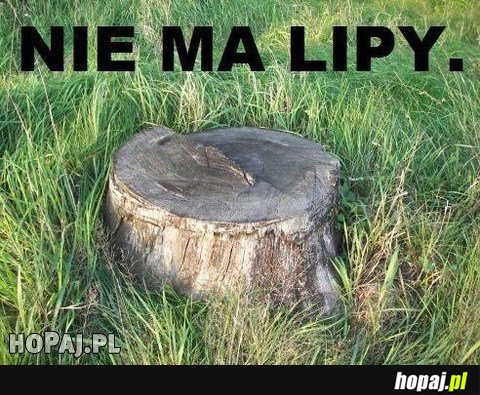 Nie ma lipy!