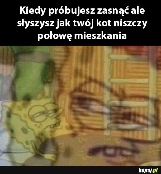 Kocie uspokój się