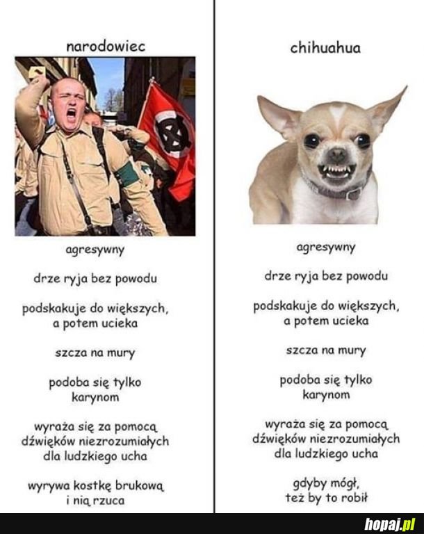 Chihuahua