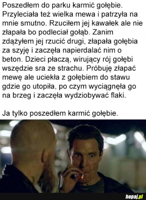 Karmienie gołębi