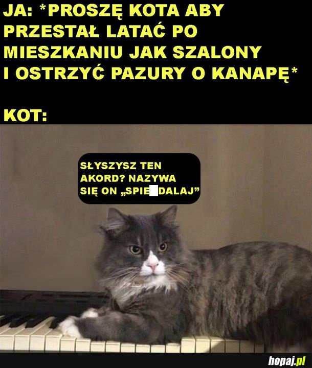 Niegrzeczny kitku