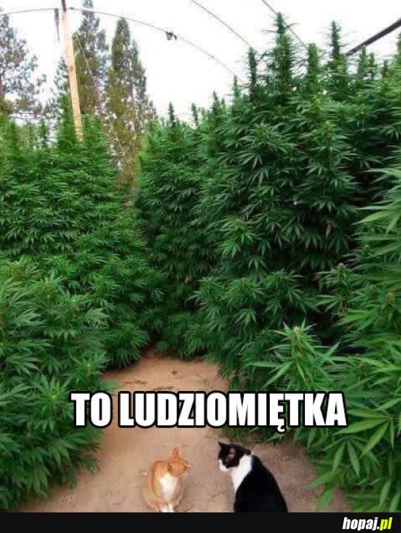 Ludziomiętka