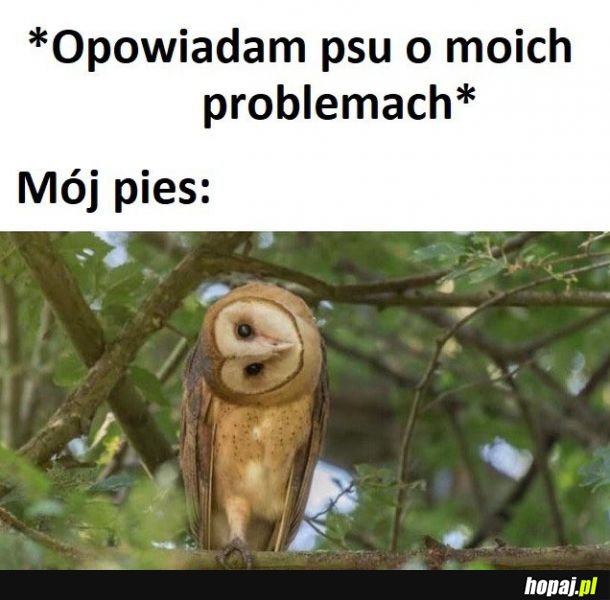 Mój pies